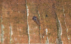 Megophthalmini