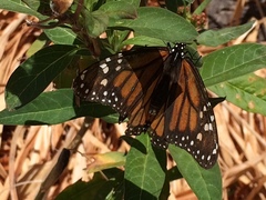 Danaus plexippus