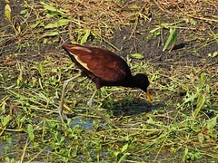 Jacana spinosa