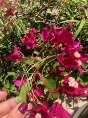 Bougainvillea