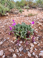 Brianhuntleya intrusa