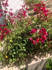 Bougainvillea