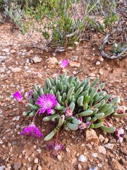 Brianhuntleya intrusa