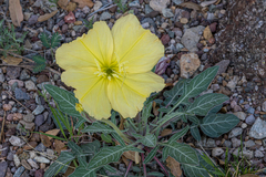 Oenothera brachycarpa