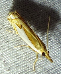 Crambus bidens