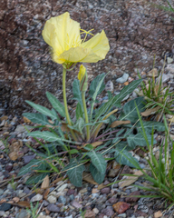 Oenothera brachycarpa