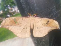 Copaxa multifenestrata