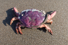 Platyxanthus orbignyi