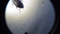 Carabus vinctus