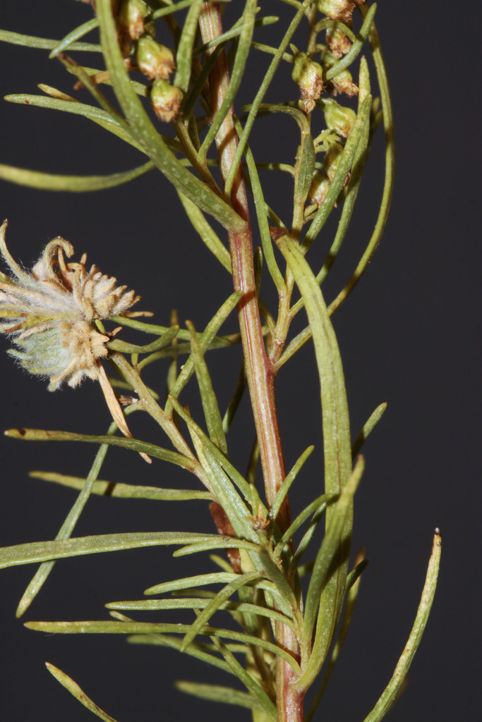 tarragon (Native Forbs and Cactuses of Golden Gate Canyon State Park