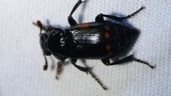 Nicrophorus pustulatus
