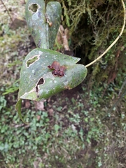 Pleurothallis cordata