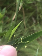 Dichanthelium mattamuskeetense