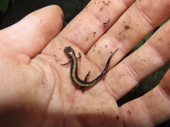 Plethodon shenandoah