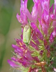 Closterotomus norwegicus
