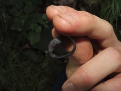 Plethodon shenandoah