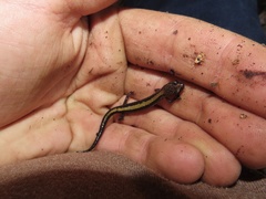 Plethodon shenandoah