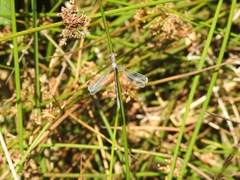 Lestes dryas