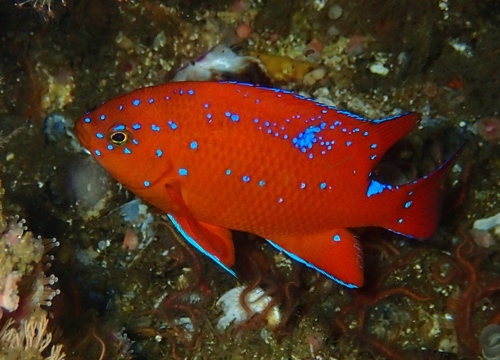 Garibaldi