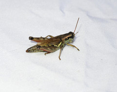 Melanoplus borealis