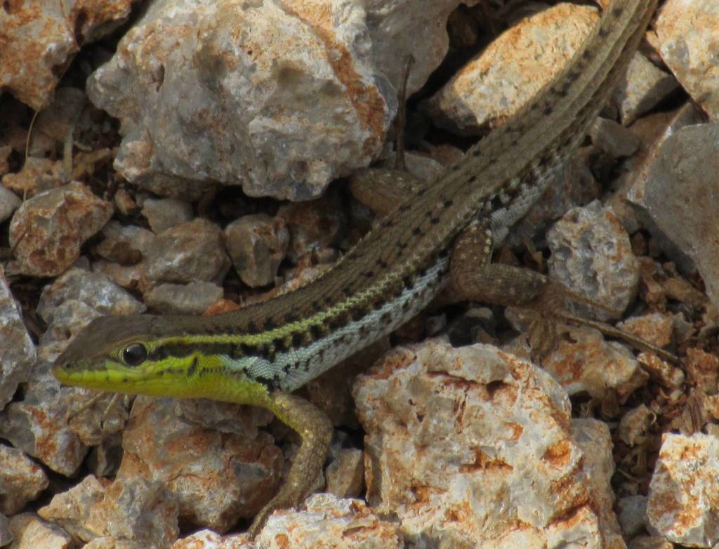 Snake-Eyes