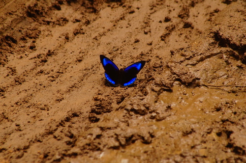 Dark Purplewing