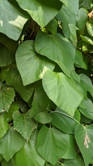 Aristolochia macrophylla