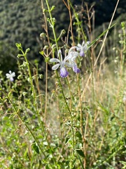Trichostema arizonicum