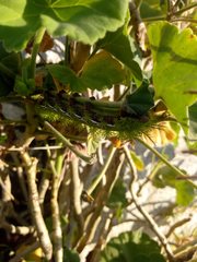Paradirphia fumosa
