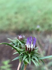 Eurybia hemispherica