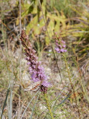 Liatris aestivalis