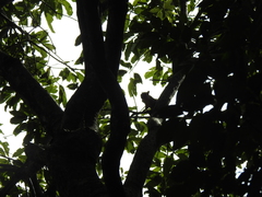 Sciurus variegatoides