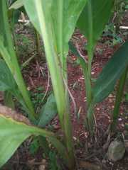 Canna flaccida