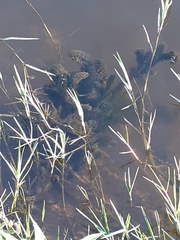 Egeria densa