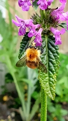 Bombus pascuorum