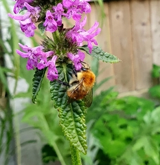 Bombus pascuorum