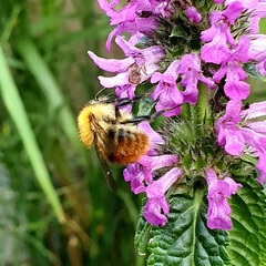 Bombus pascuorum