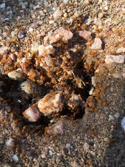 Lasius latipes