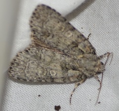 Acronicta immodica