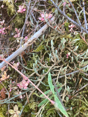 Selaginella wallacei image