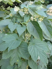 Humulus lupulus