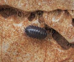 Porcellio obsoletus