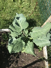 Brassica oleracea viridis