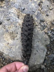 Antrostomus vociferus