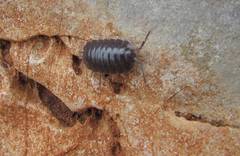 Porcellio obsoletus