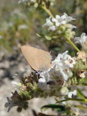 Satyrium auretorum