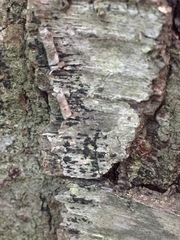 Lophiostoma