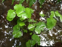 Hydrocotyle americana