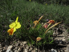 Oenothera lavandulifolia