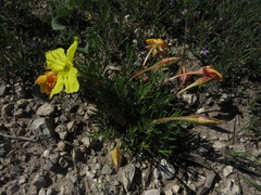 Oenothera lavandulifolia